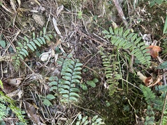Athyrium nakanoi
