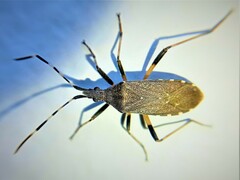 Dicranocephalus agilis