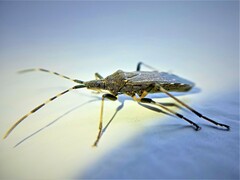 Dicranocephalus agilis