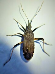 Dicranocephalus agilis