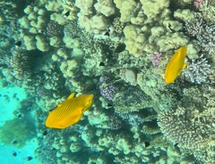 Chaetodon semilarvatus
