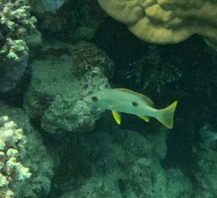 Lutjanus monostigma