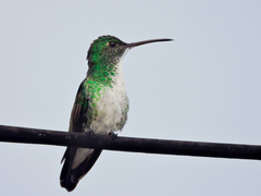Chrysuronia leucogaster