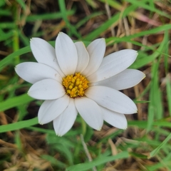 Dimorphotheca cuneata