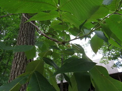 Carya ovalis