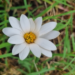 Dimorphotheca cuneata