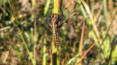 Palpopleura portia