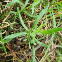 Dimorphotheca cuneata