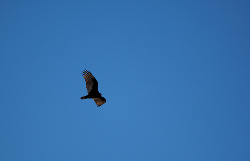 Turkey Vulture photographed in Mississippi