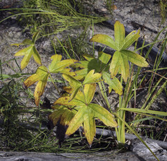 Anemonastrum dichotomum