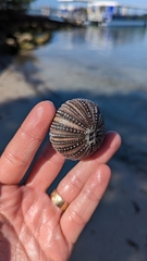 Lytechinus variegatus