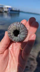 Lytechinus variegatus