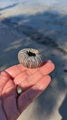 Lytechinus variegatus