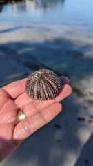 Lytechinus variegatus