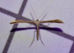 Emmelina monodactyla