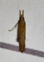 Fissicrambus mutabilis