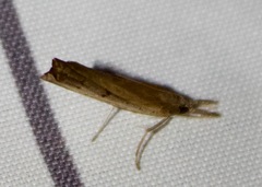 Fissicrambus mutabilis