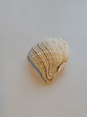 Zirfaea crispata