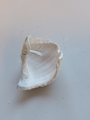 Zirfaea crispata