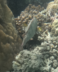 Calotomus viridescens