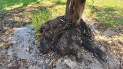 Eucalyptus macrandra