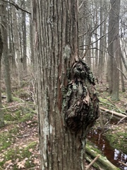 Agrobacterium radiobacter