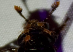 Nicrophorus orbicollis