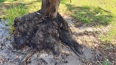 Eucalyptus macrandra