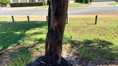 Eucalyptus macrandra