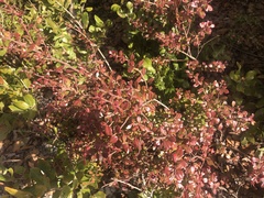 Vaccinium myrsinites