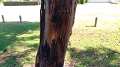 Eucalyptus macrandra