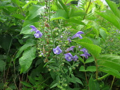 Scutellaria integrifolia