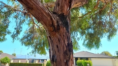 Eucalyptus macrandra