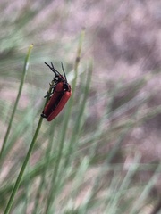 Dictyoptera aurora