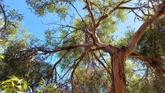 Eucalyptus macrandra