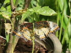 Cethosia cyane
