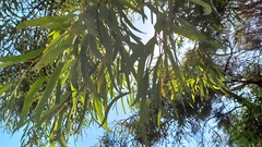 Eucalyptus macrandra