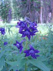 Delphinium barbeyi
