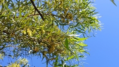 Eucalyptus macrandra