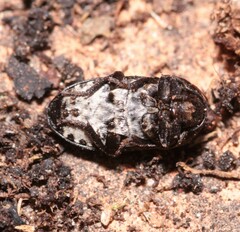 Dermestes