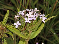 Conostomium natalense image