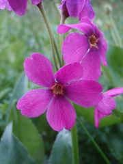 Primula parryi