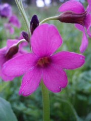 Primula parryi