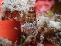 Gnathophyllum americanum