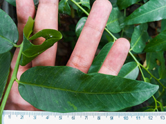 Vallesia