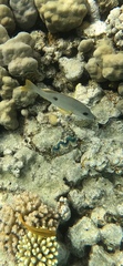 Lutjanus monostigma