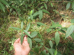 Prunus persica persica