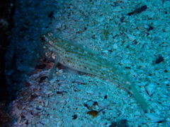 Coryphopterus urospilus