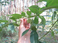 Prunus persica persica