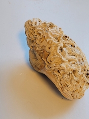 Spirobranchus triqueter